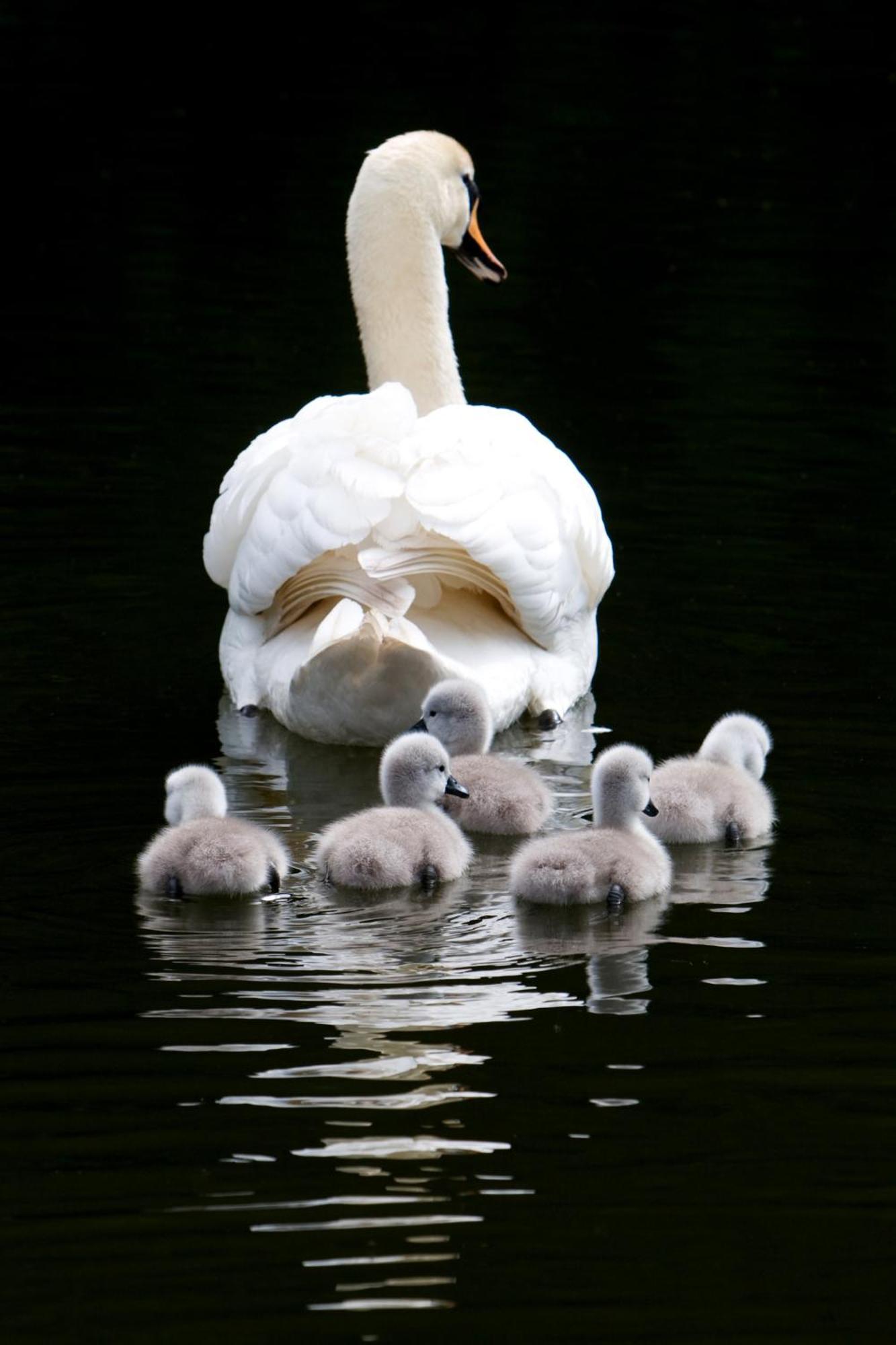 The Lake Country House Hotel & Spa Llangammarch Wells Eksteriør billede